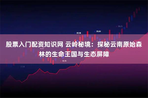 股票入门配资知识网 云岭秘境：探秘云南原始森林的生命王国与生态屏障